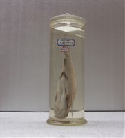 藏品(大海鯰)的圖片